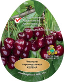 Черешня Лена/ЦКор