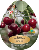 Вишня Заранка/клоновый подвой/С