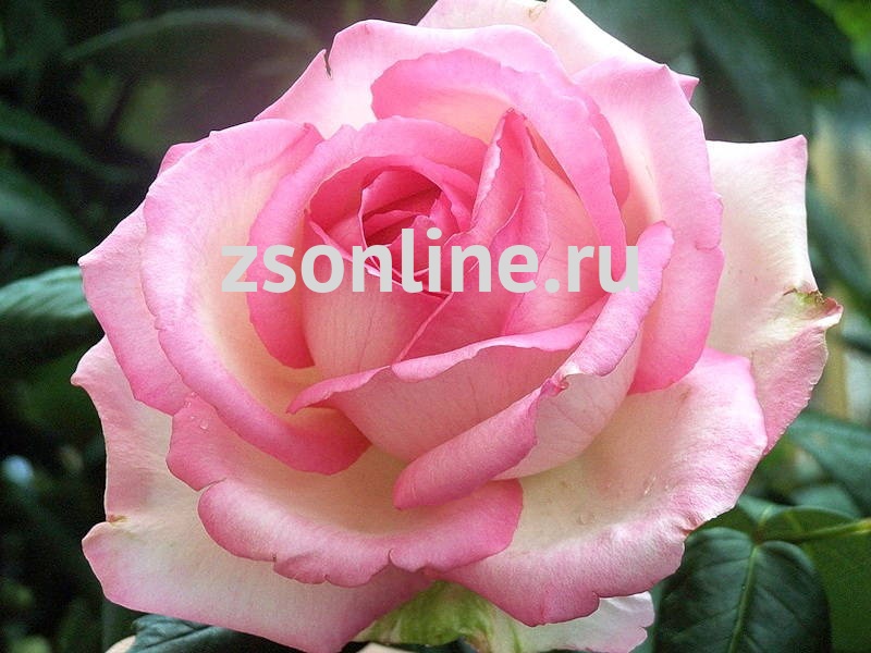 Розы Мейян Фото