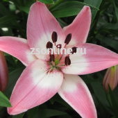Лилия Азиатская Вермеер, розовый с белым центром, диаметр цветка 15-16см, 1 шт