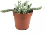 Авония Папурация D5см H10см