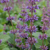 Шалфей мутовчатый, Salvia verticillata Endless Love, фиолетовый, h-40 cм, 1 л