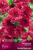 Хризантема корейская Калина красная/К