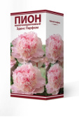 Пион молочноцветковый Эденс Парфюм 2-3/К