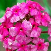 Флокс метельчатый Хозяйка Медной Горы*/К