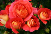 Роза флорибунда Гебрудер Гримм, С 7, 30-40 см