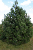 Сосна черная (С, 80-100)