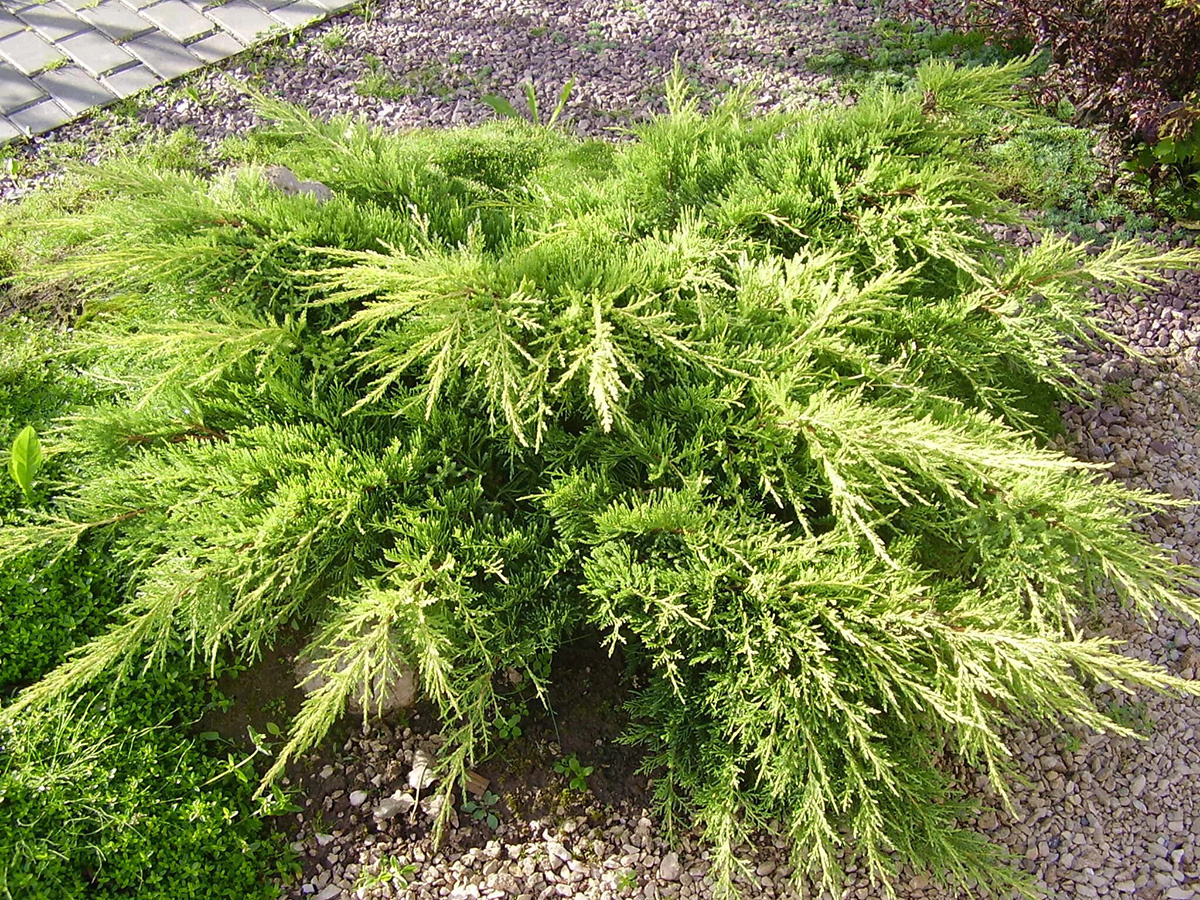 Можжевельник средний (Juniperus pfitzeriana Old Gold C2 20-25) - Зеленая  страна - Больше идей для дома и сада