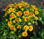 Гайлардия крупноцветковая, Gaillardia Arizona Apricot, желто-оранжевая, h-30 см, 1 л