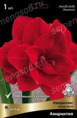 Амариллис махровый Амарантия*/К