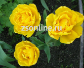 Тюльпан Yellow Pomponette, 10 шт