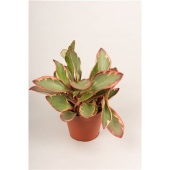 Пеперомия *В