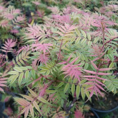 Рябинник рябинолистный Пинк Хопи, Sorbaria sorbifolia Pink Hopi, 3 л, 15-20 см