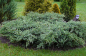 Можжевельник виргинский (Juniperus virginiana Grey Owl C2,5 20-30)