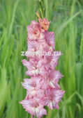 Гладиолус Кружевница, нежно-розовые цветки с плотными супергофрированными лепестками, 5 шт 