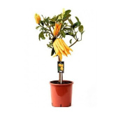 Цитрофортунелла D17-19см H50-65см