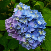 Гортензия крупнолистовая Лавбла/ЦКор