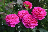 Роза чайно-гибридная Биг Перпл, C 7, 30-40 см