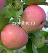 Яблоня Анис полосатый 