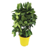 Цитрофортунелла Лимон на решетке 19/60