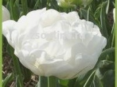 Тюльпан Up White, 10 шт