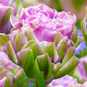 Тюльпан Violet Prana, 8 шт