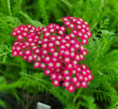 Тысячелистник обыкновенный Флауэрбёрст/К