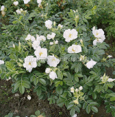 Роза морщинистая (Rosa rugosa Alba) C2/3 л