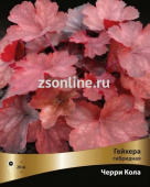 Гейхера гибридная Черри Кола (листья розовые с пепельным оттенком, цветы ярко-красные) 1шт