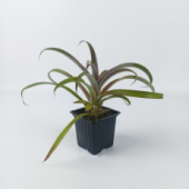 Криптбергия D12см H25-30см