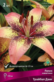 Лилия азиатская Трайбал Данс 12-14/К 3шт
