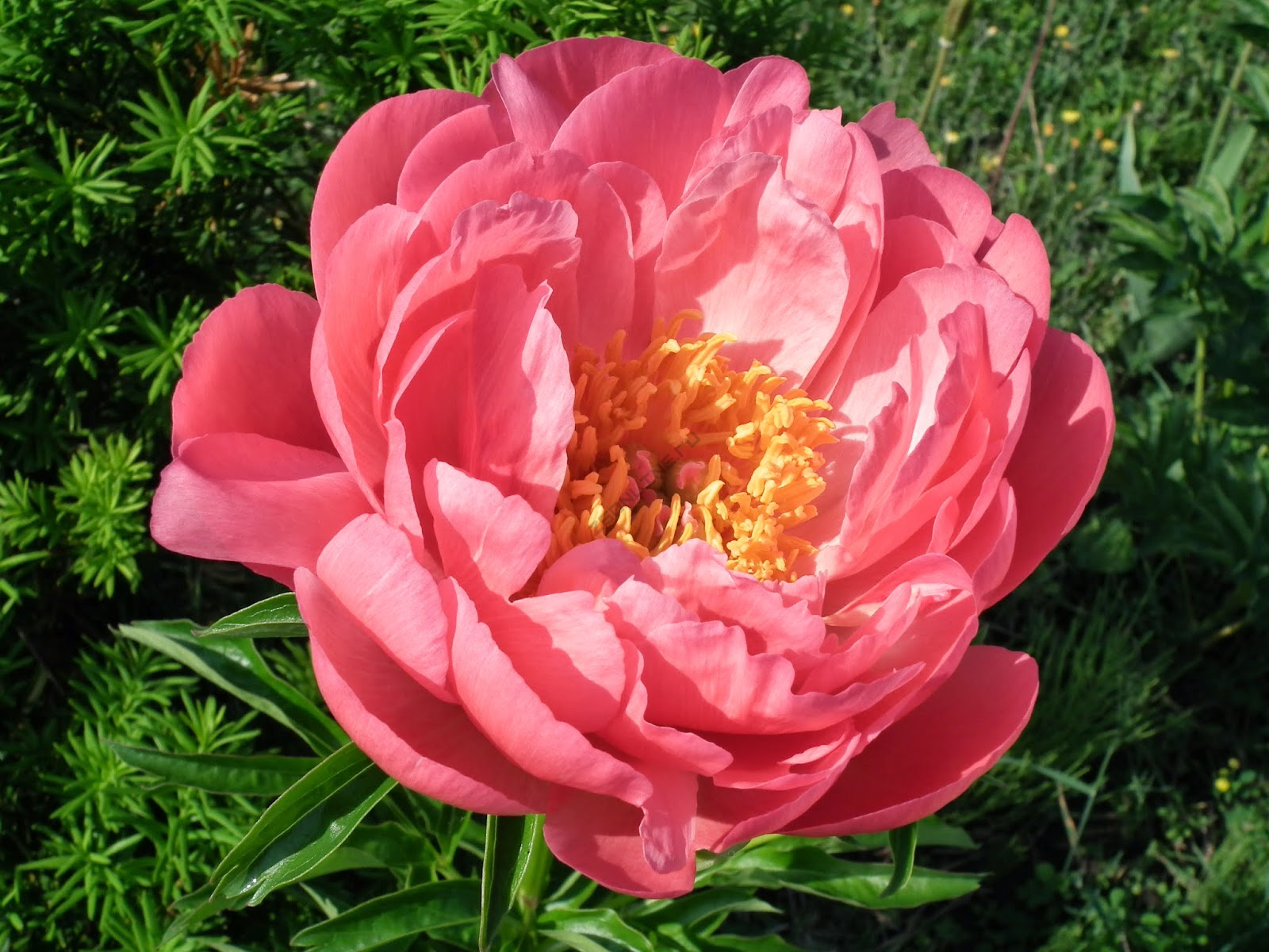 Paeonia 'Coral Beach' - GARDENIDEA