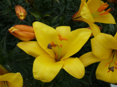 Лилия Трубчатая Йеллоу Планет, ярко-жёлтый, цветки направлены вверх, 2 шт