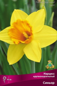 Нарцисс крупнокорончатый Синьор 12-14/К 5шт