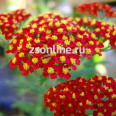 Тысячелистник Millefolium Paprika 1шт