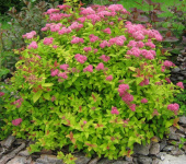 Спирея японская Мэджик Карпет/ЦКор