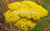 Тысячелистник Mellefolium Yellow 1шт