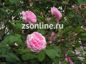 Роза 17-19/30-60 см