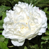 Пион молочноцветковый Уайт Сара Бернар (чисто-белый, махровый,1шт,2-3)