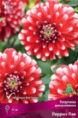 Георгин декоративный Ларриз Лав (ярко-красный, с белыми кончиками лепестков, 1шт, I)