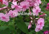 Флокс метельчатый Дарья (светло-розово-карминовой окраски,в центре большой малиновый глазок) 1шт