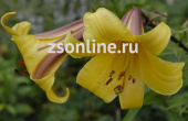 Лилия Трубчатая Голден Сплендор, жёлтый,с внешней стороны лепестки бронзовые, 2 шт