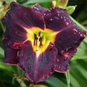 Лилейник гибридный Вупи (тёмно-пурпурный с тёмным глазком и зелёным горлом,повторное цветение,1шт,I)