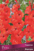 Гладиолус Фортуна 10-12/К 10шт