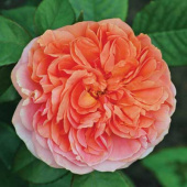 Роза парковая Чиппендейл (С3,5)