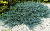 Можжевельник горизонтальный (Juniperus horizontalis Blue Chip C2 20-25)