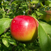 Яблоня Скала/подвой 54-118 полукарл/С