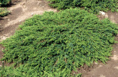 Можжевельник обыкновенный (Juniperus communis Green Carpet) C2 25-30