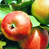 Яблоня Успенское/ЦКор