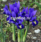 Ирис Reticulata Purple Gem,10шт